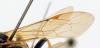 Ichneumon sp.